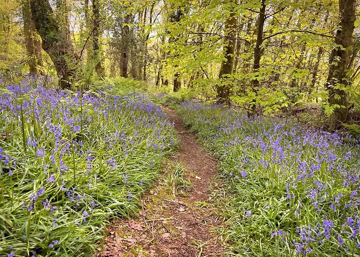 Woodland View -Hot Tub-Tenby-Carmarthen-St Clears