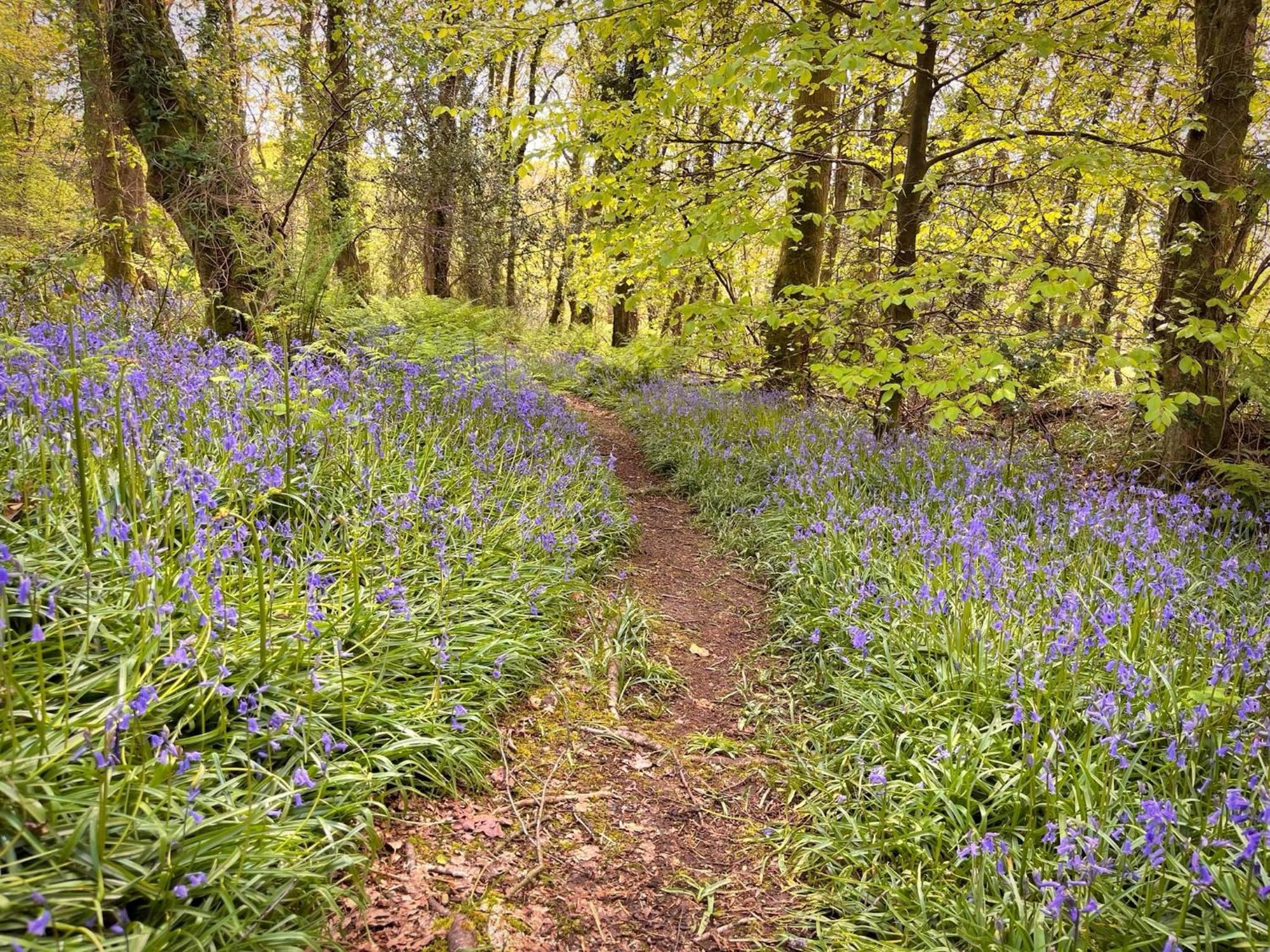 Шале Woodland View -hot Tub-tenby-carmarthen-st Clears *